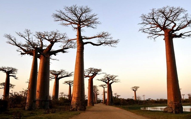 allee baobabs 640x400